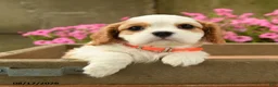 Cavalier King Charles Spaniel dogs for sale: Foster - Ad 4