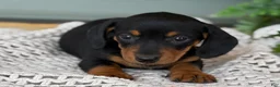 Miniature Dachshund dogs for sale: Lily - Ad 3