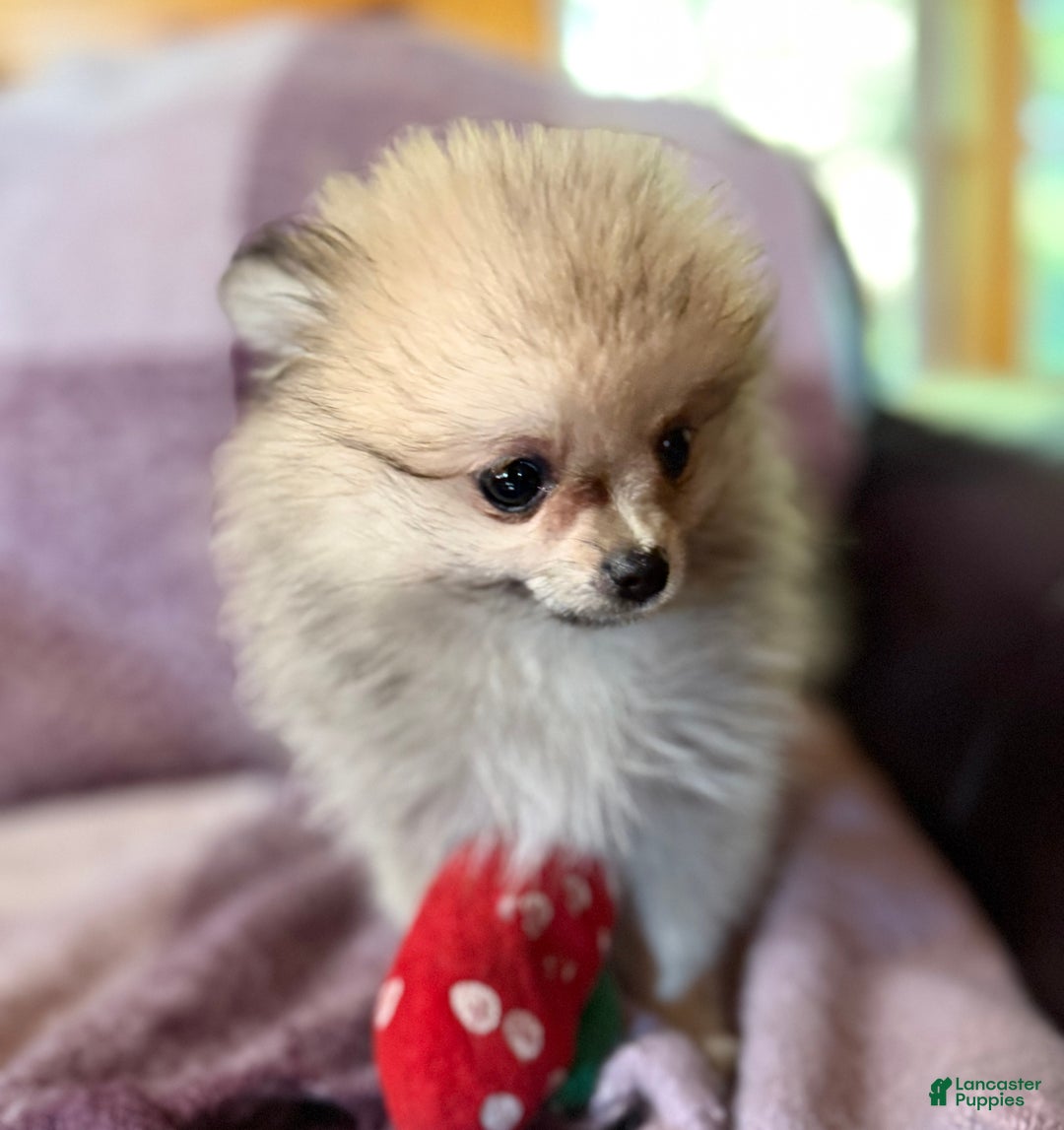 Pomeranian dogs for sale: Benji was his name~o - Ad 5
