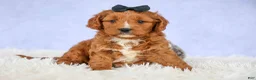 Cavapoo dogs for sale: Max 🐾🐶 - Ad 10