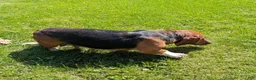 Basset Hound dogs for sale: Honey - Ad 6