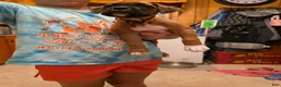 Boxer dogs for sale: Bamboo - Ad 4