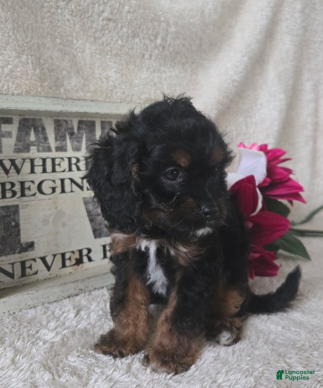 Cavapoo dogs for sale: Sasha - Ad 35