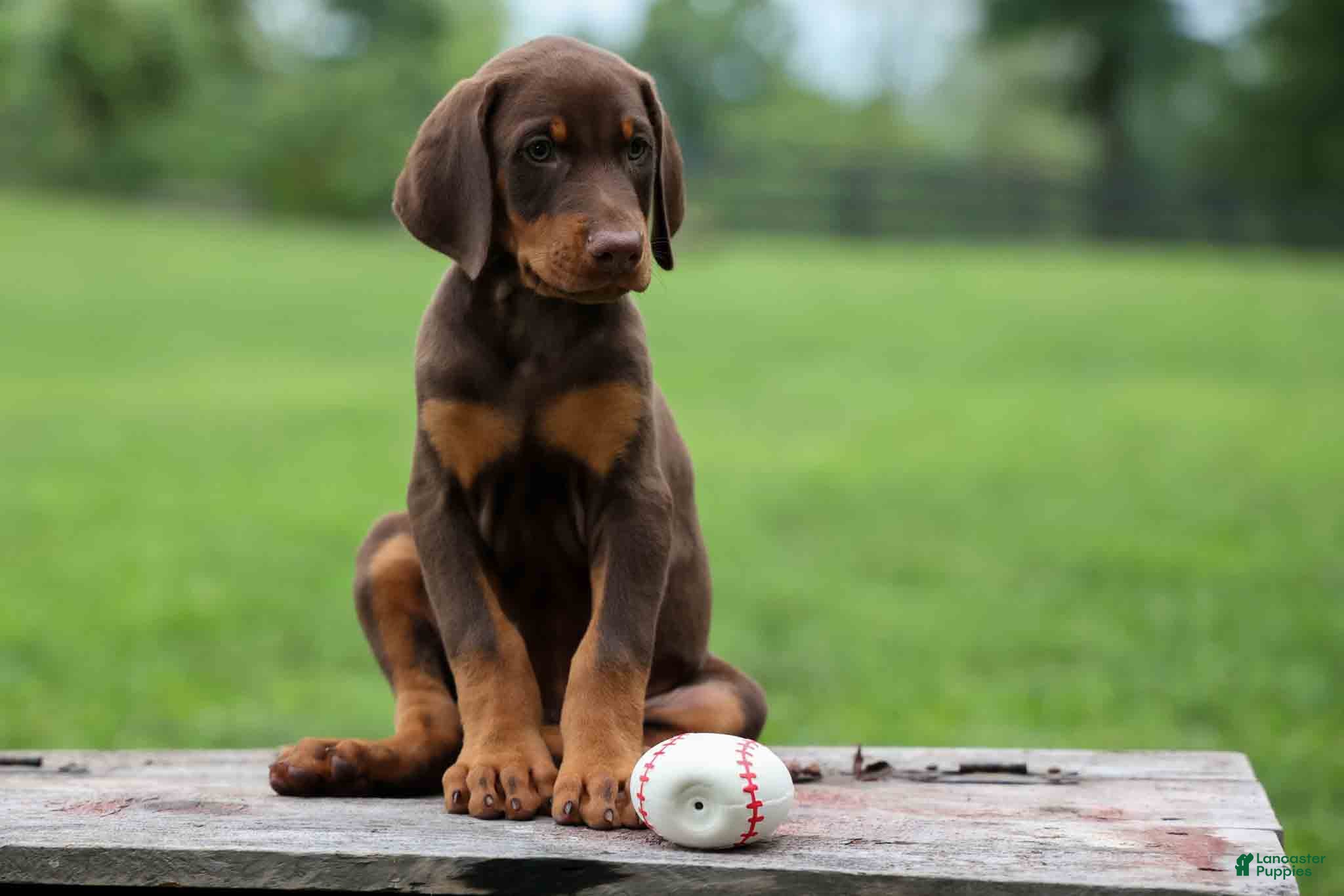 Doberman Pinscher dogs Gunner🦴 - Ad 1