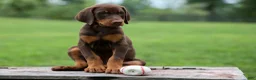 Doberman Pinscher dogs for sale: Gunner🦴 - Ad 1