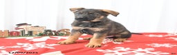 German Shepherd dogs for sale: Lucky  - Ad 3