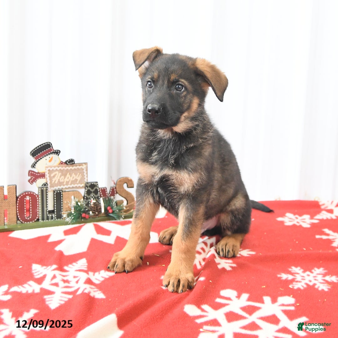 German Shepherd dogs for sale: Lucky  - Ad 3