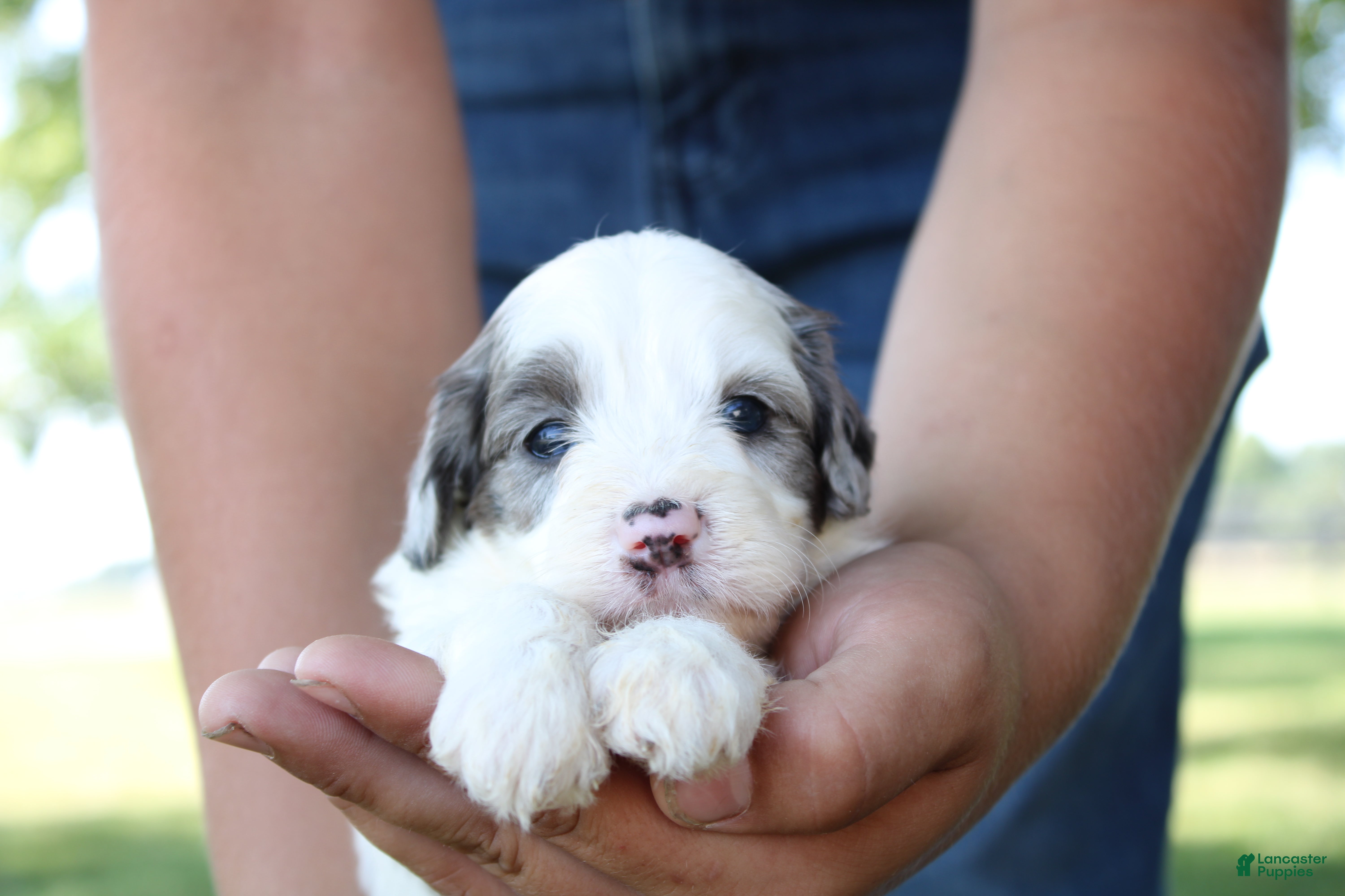 Mini Goldendoodle dogs Vance - Ad 1