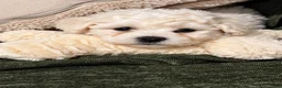 Bichon Frise dogs for sale: Betty White  - Ad 5