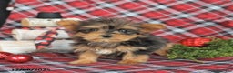 Yorkiepoo dogs for sale: Twinkle - Ad 3