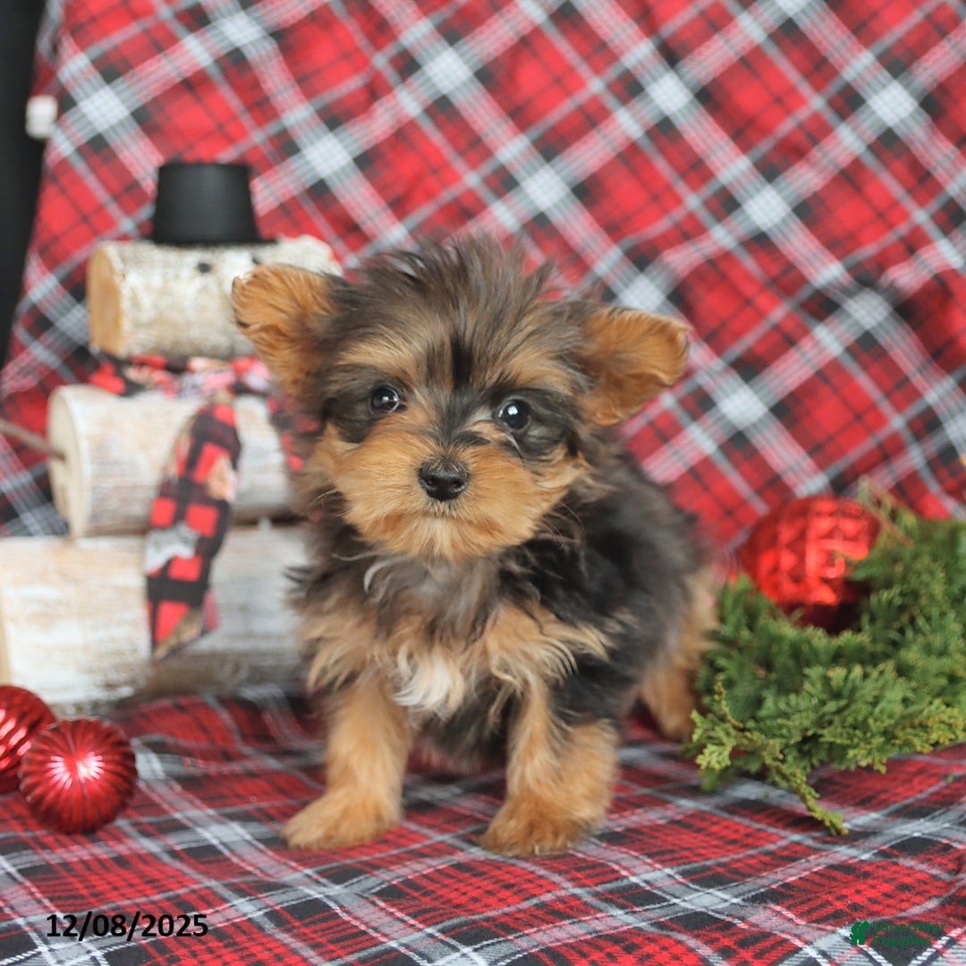 Yorkiepoo dogs for sale: Twinkle - Ad 3