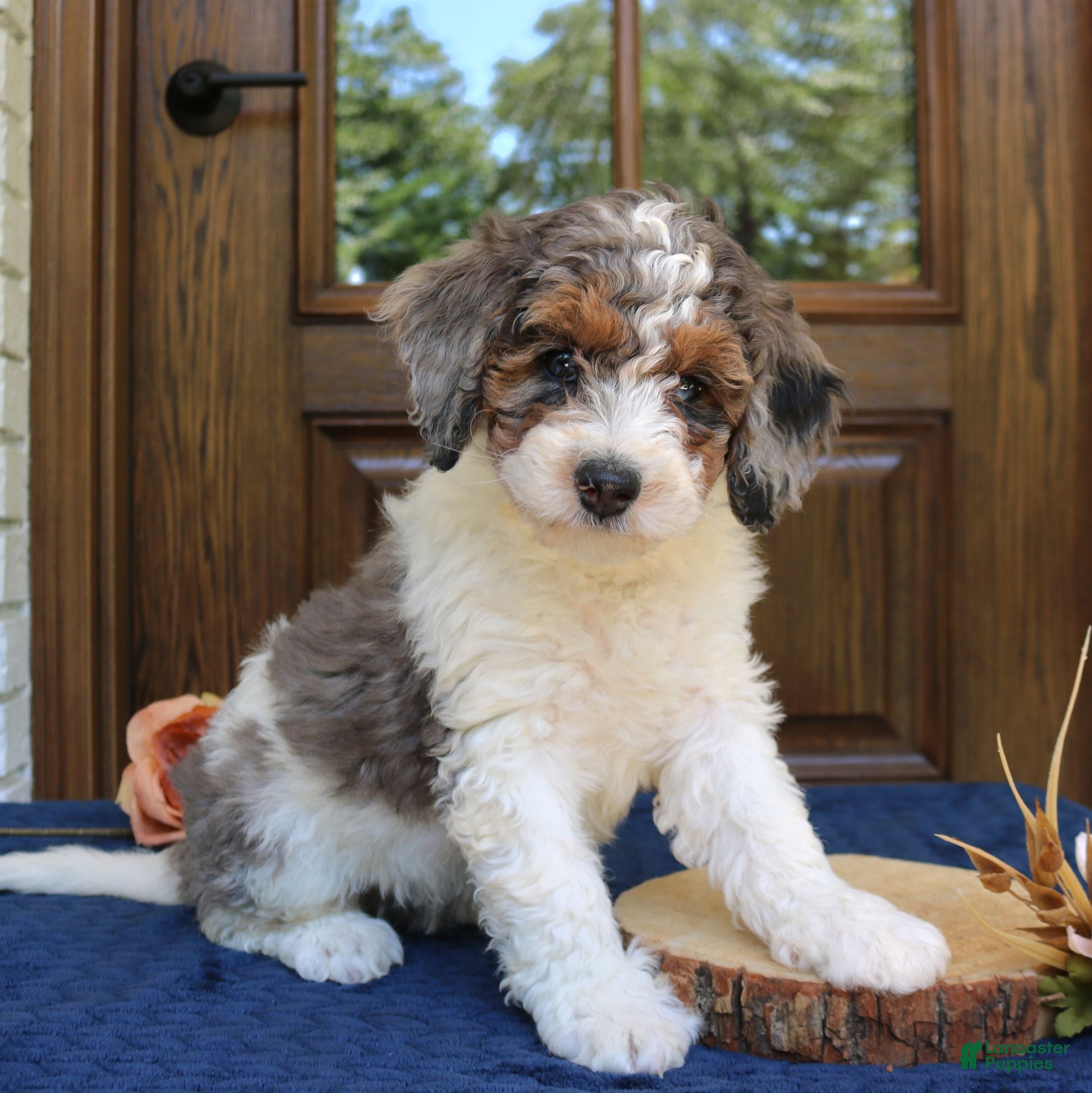 Mini Bernedoodle dogs Penny  - Ad 1
