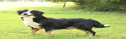 Bernese Mountain Dog dogs for sale: Pearl - Ad 6