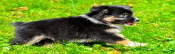Miniature Australian Shepherd dogs for sale: Javon - Ad 7