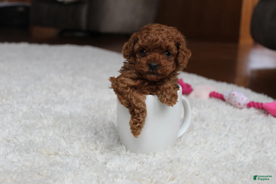 Toy Poodle dogs for sale: Teacup  Ava - Ad 2