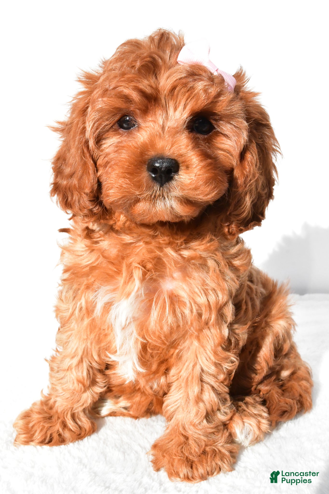 Cavapoo dogs Ruby - Ad 1