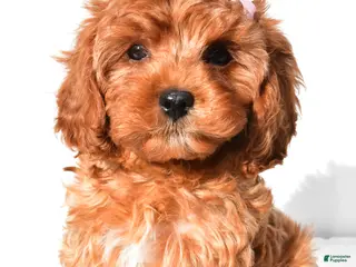 Cavapoo dogs for sale: Ruby - Ad 2