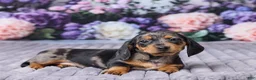 Miniature Dachshund dogs for sale: Bella - Ad 5