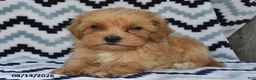 Maltipoo dogs for sale: Daxton - Ad 4