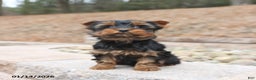 Yorkshire Terrier dogs for sale: Dante - Ad 2