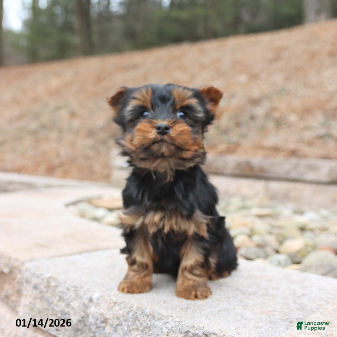Yorkshire Terrier dogs for sale: Dante - Ad 2