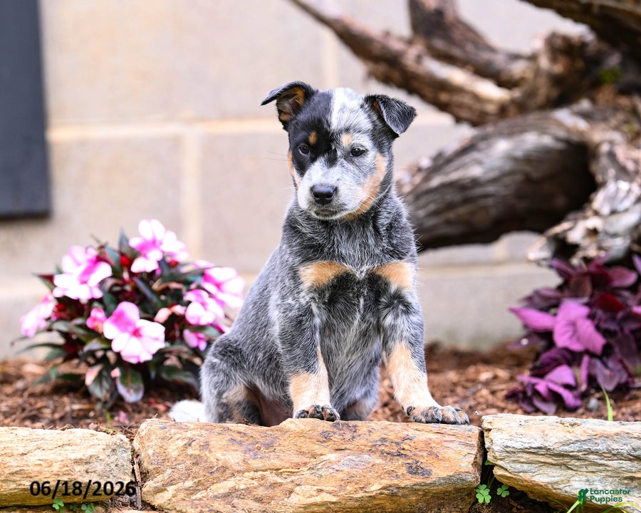 Australian Cattle Dog dogs Abby - Ad 1