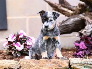 Australian Cattle Dog dogs for sale: Abby - Ad 1