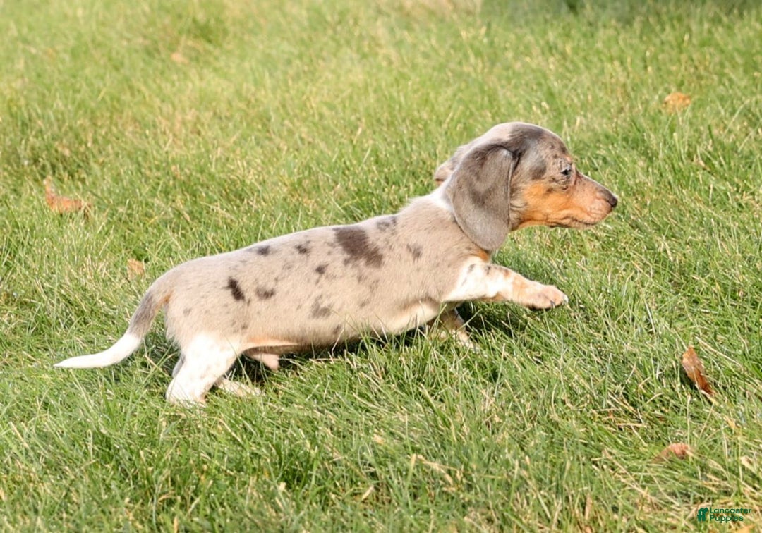 Miniature Dachshund dogs for sale: Mason - Ad 8