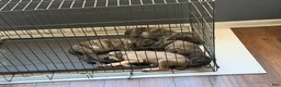 English Mastiff dogs for sale: Banshee - Ad 3