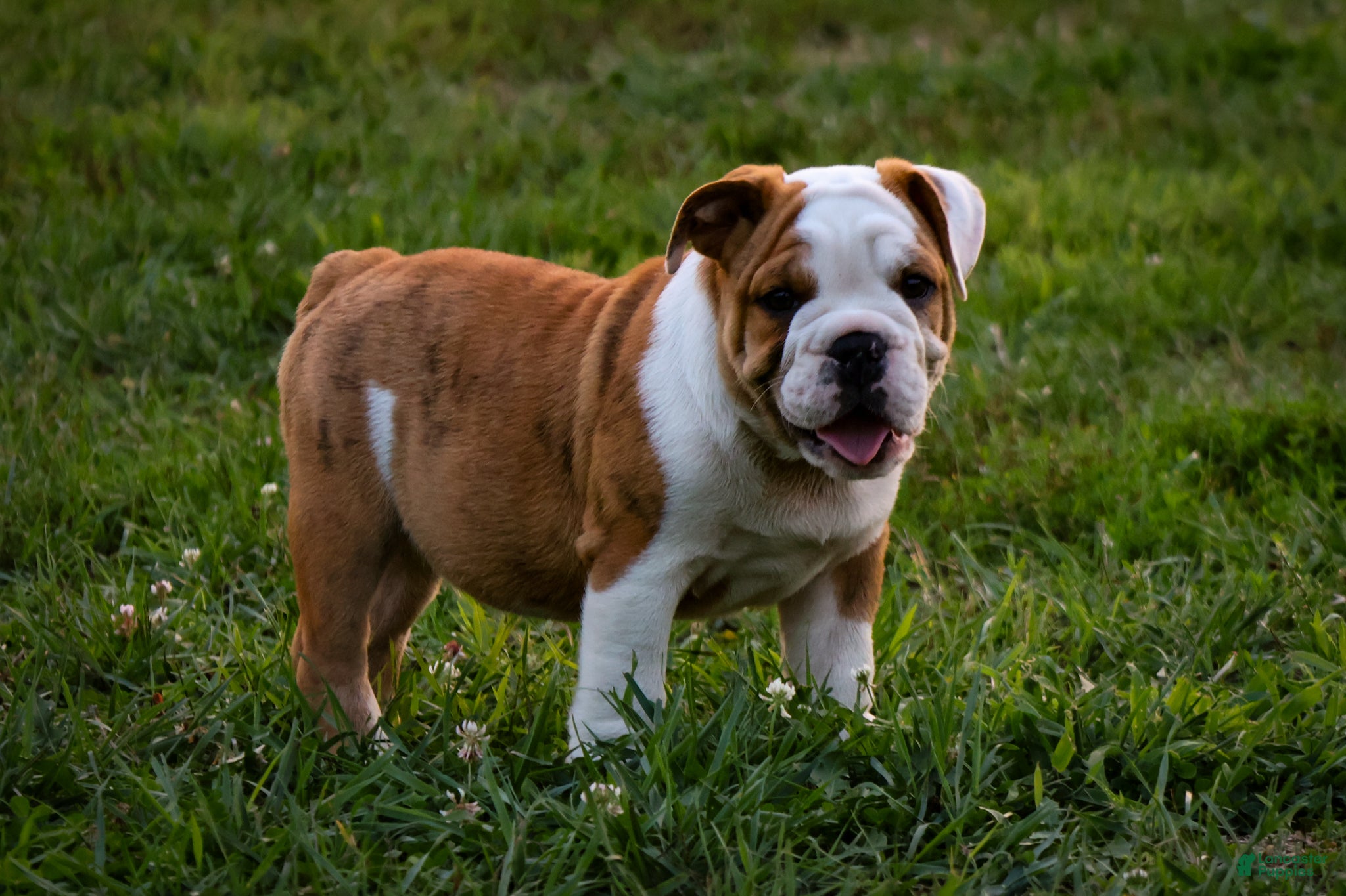English Bulldog dogs Daxter - Ad 1