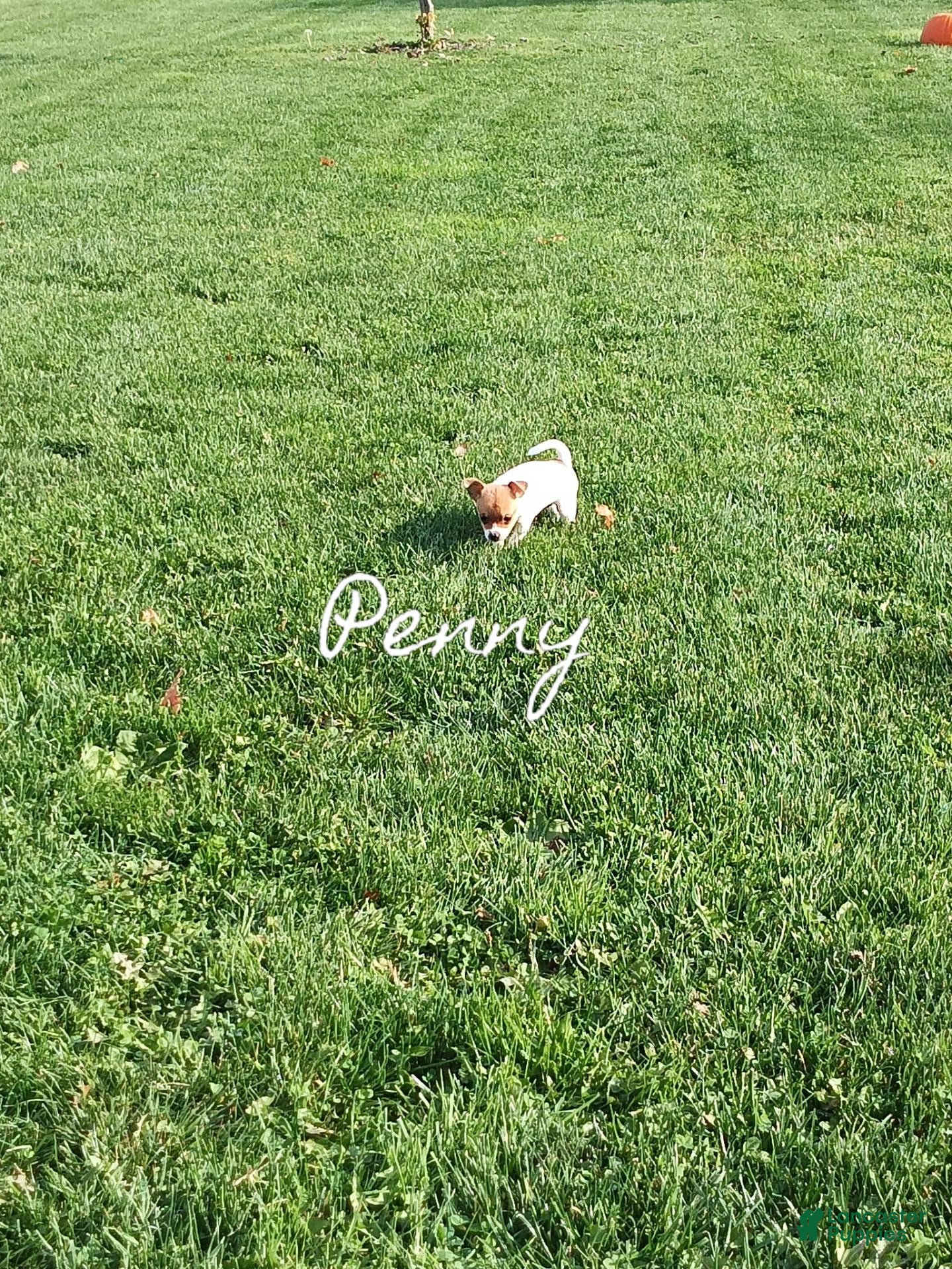 Chihuahua dogs for sale: Chihuahua 1 - Ad 2