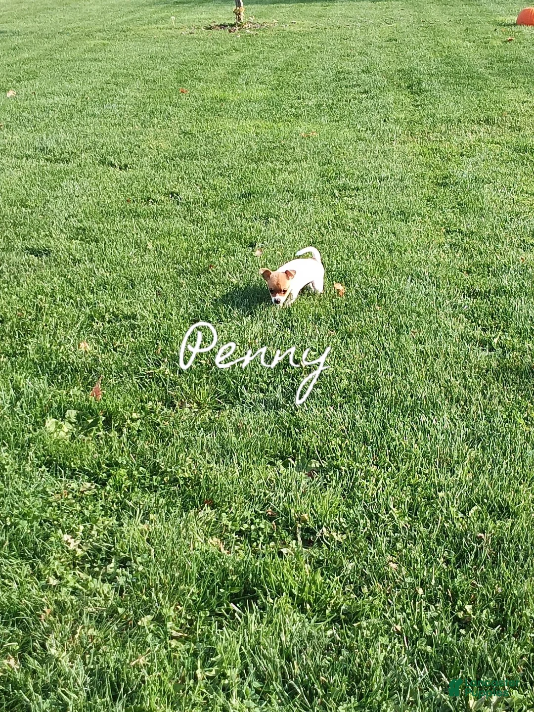 Chihuahua dogs for sale: Chihuahua 1 - Ad 2
