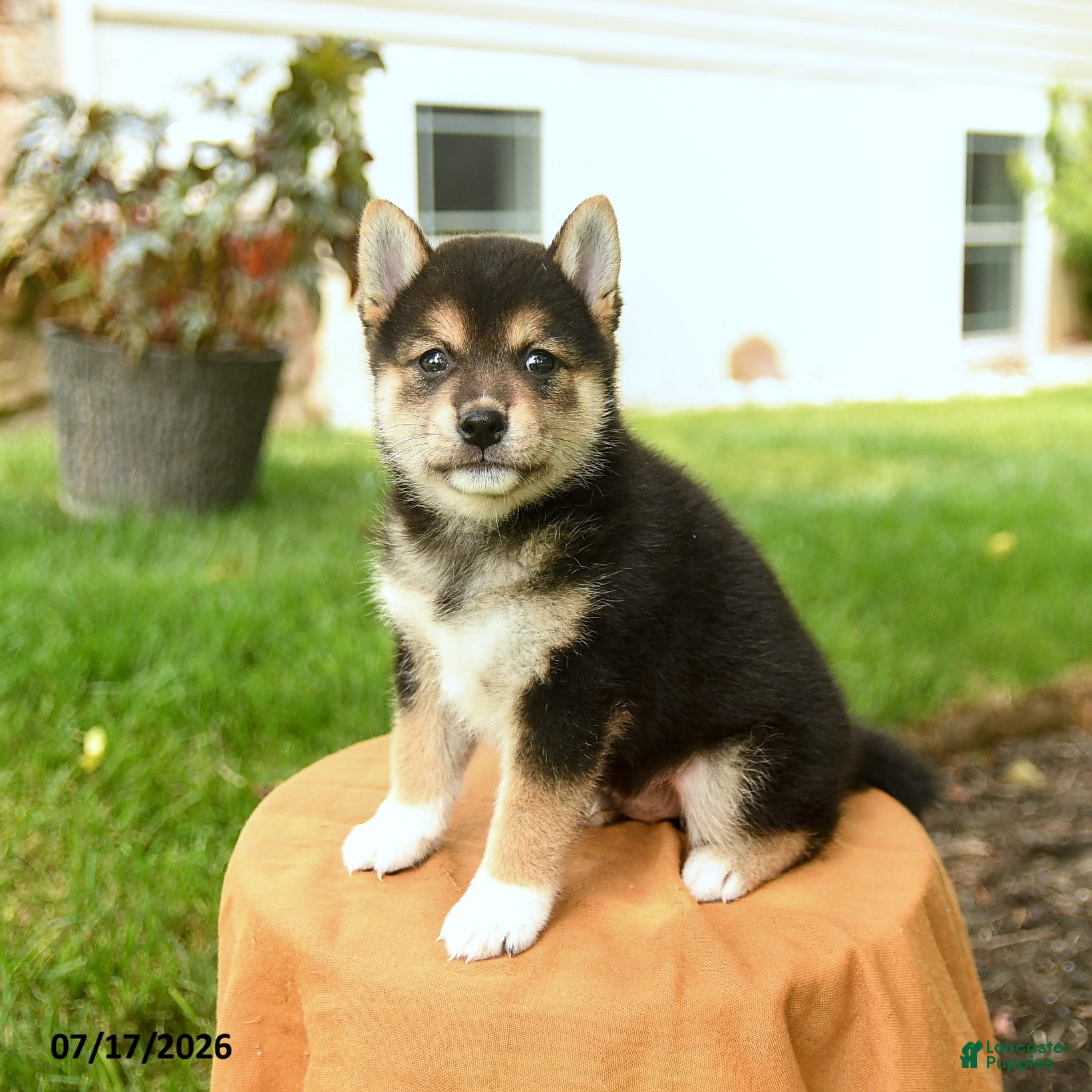 Shiba Inu dogs Chester - Ad 2