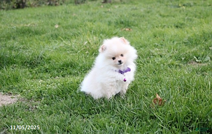 Pomeranian Puppies for sale Lancaster Puppies