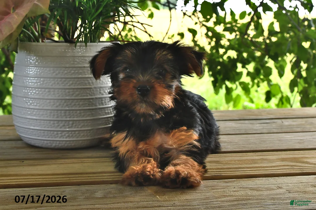 Yorkshire Terrier dogs for sale: Buttercup - Ad 2