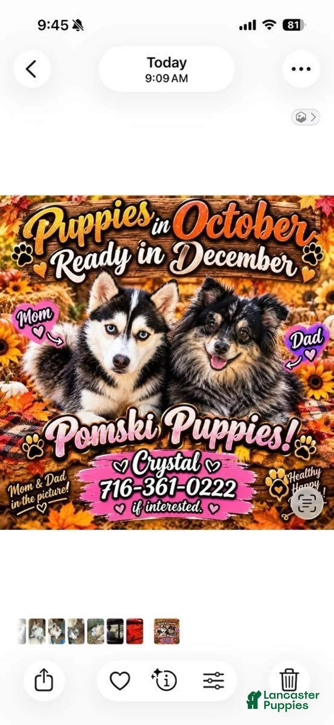 Pomsky dogs for sale: Pomsky 1 - Ad 2