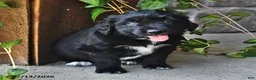 Mixed Breed dogs for sale: Tiny - Ad 3