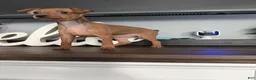 Miniature Pinscher dogs for sale: Miniature Pinscher 3 - Ad 7