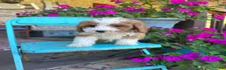 Mini Bernedoodle dogs for sale: Dolly - Ad 3