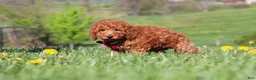 Miniature Labradoodle dogs for sale: Tessa - Ad 8