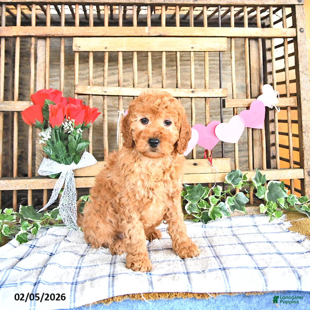 Mini Goldendoodle dogs for sale: Sport - Ad 3