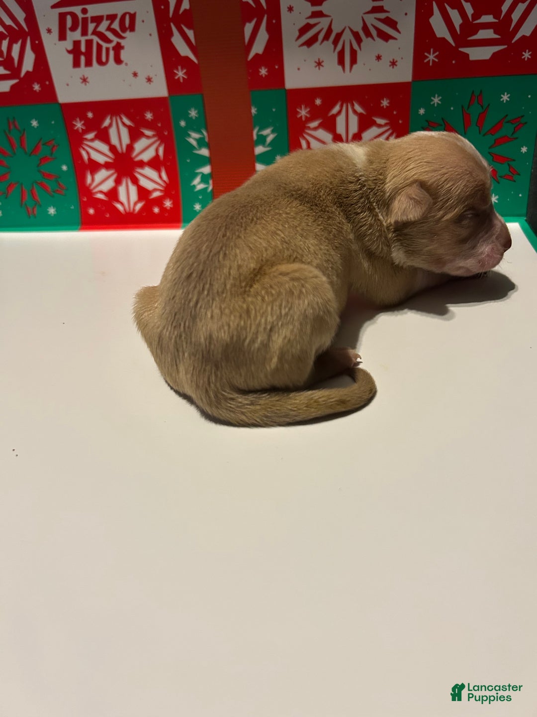 American Bully dogs for sale: American Bully Puppy 2 - Ad 2