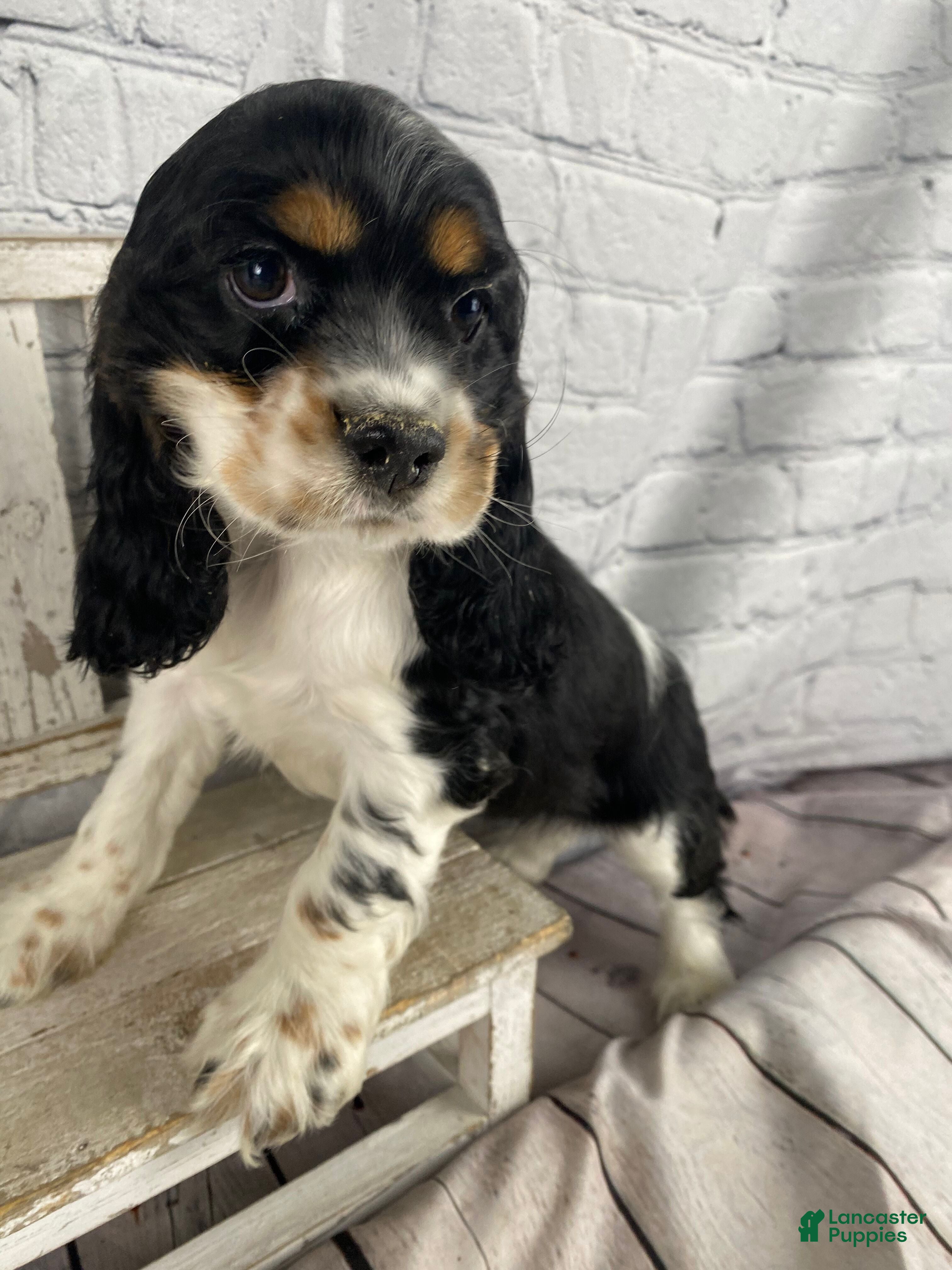 Cocker Spaniel dogs Pippa - Ad 1