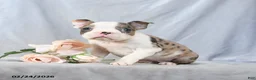 Boston Terrier dogs for sale: Flossy - Ad 1