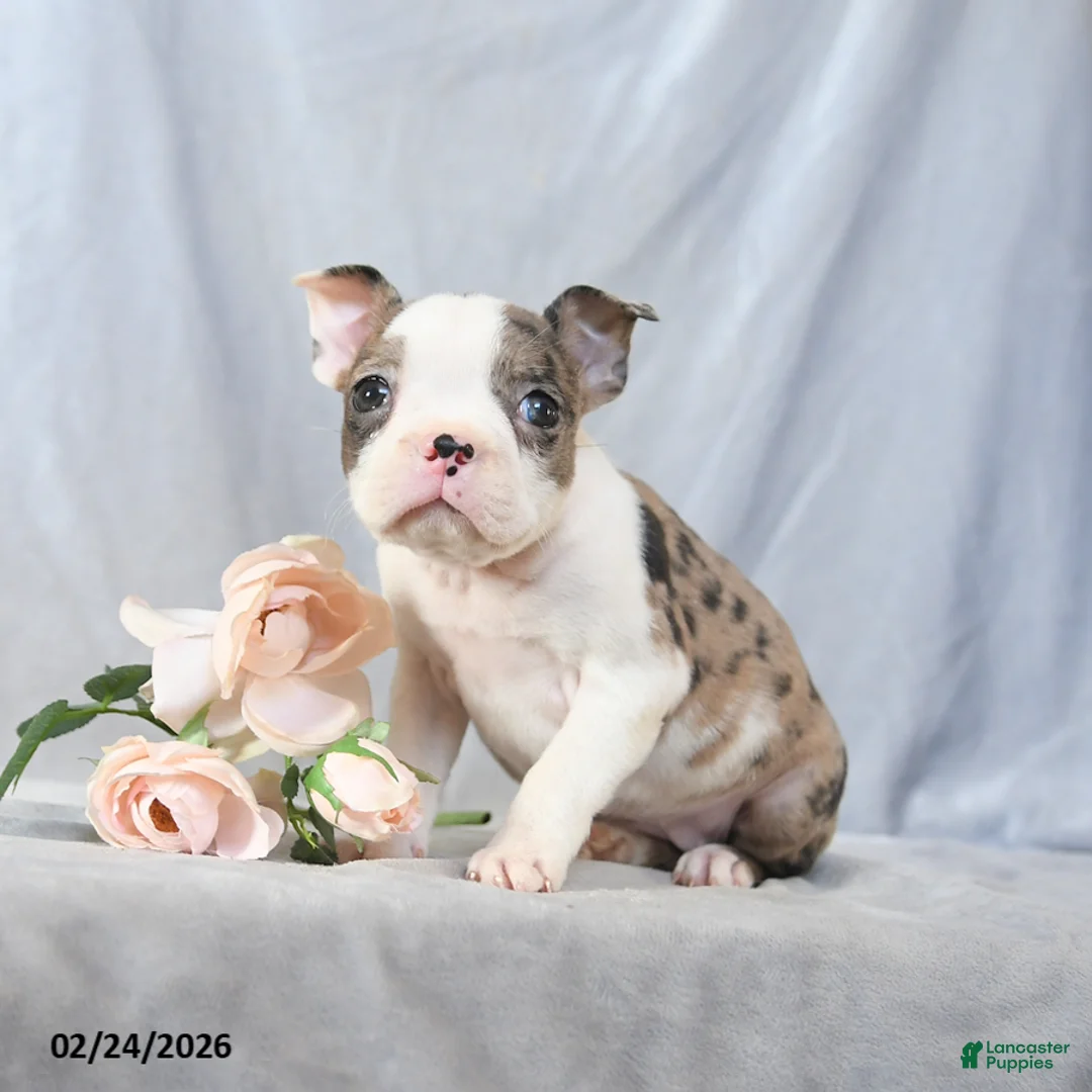 Boston Terrier dogs for sale: Flossy - Ad 1