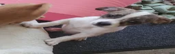 Chiweenie dogs for sale: Piggy - Ad 6