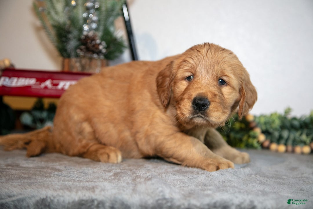 Golden Retriever dogs for sale: Frida - Ad 2