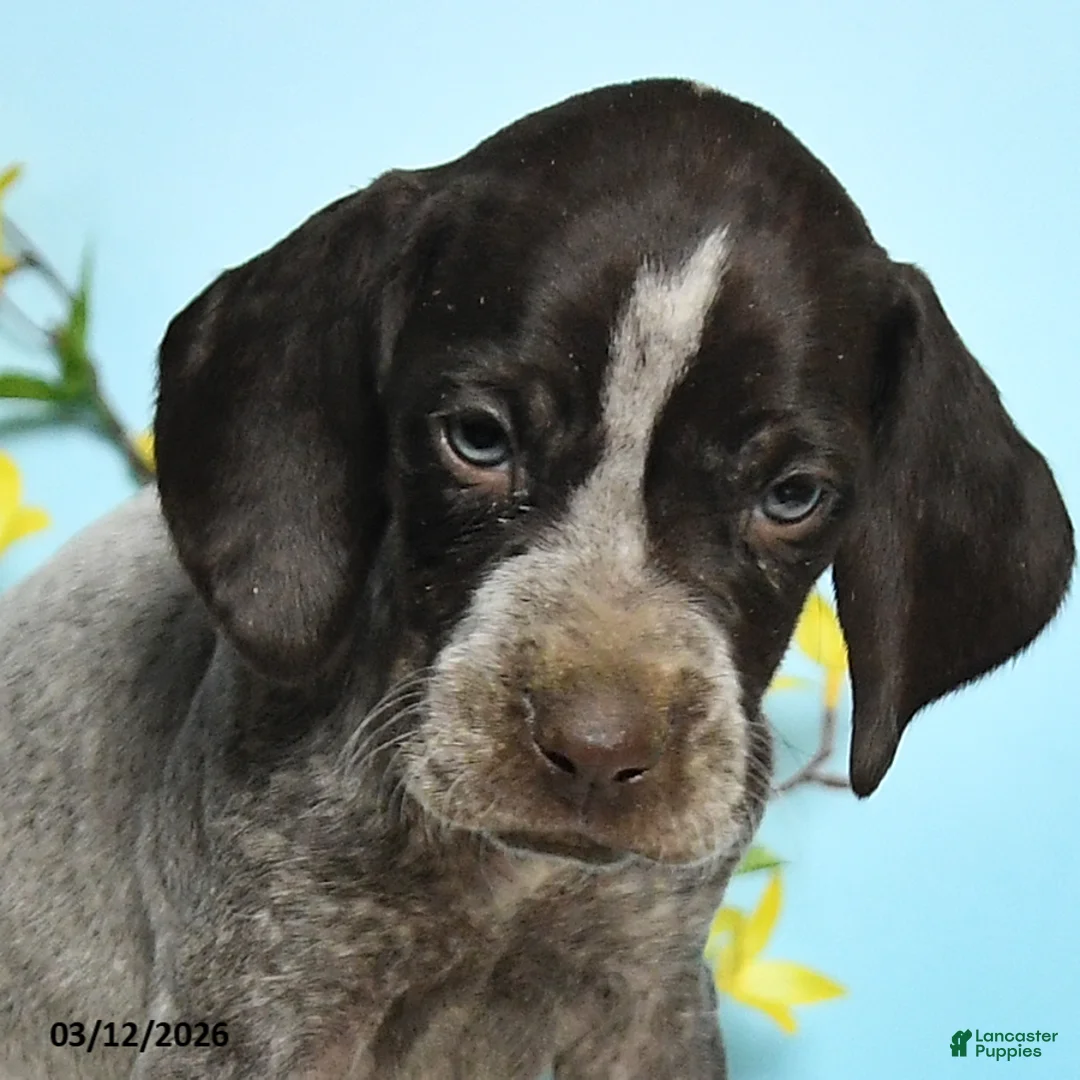 German Shorthaired Pointer dogs for sale: Tammy - Ad 2