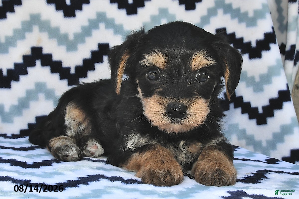 Yorkiepoo dogs Seltzer - Ad 1