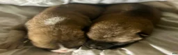 Akita dogs for sale: Akita 1 - Ad 2